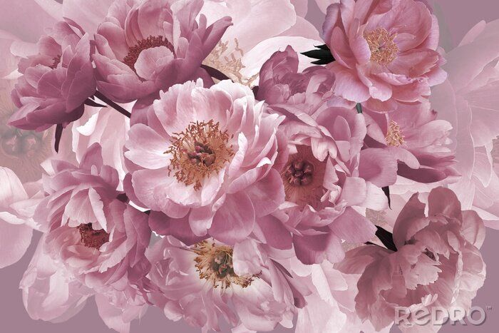 Fotobehang Luxury background. Bouquet of pink garden flowers peonies close-up.