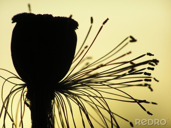 Fotobehang maanzaad bij zonsondergang