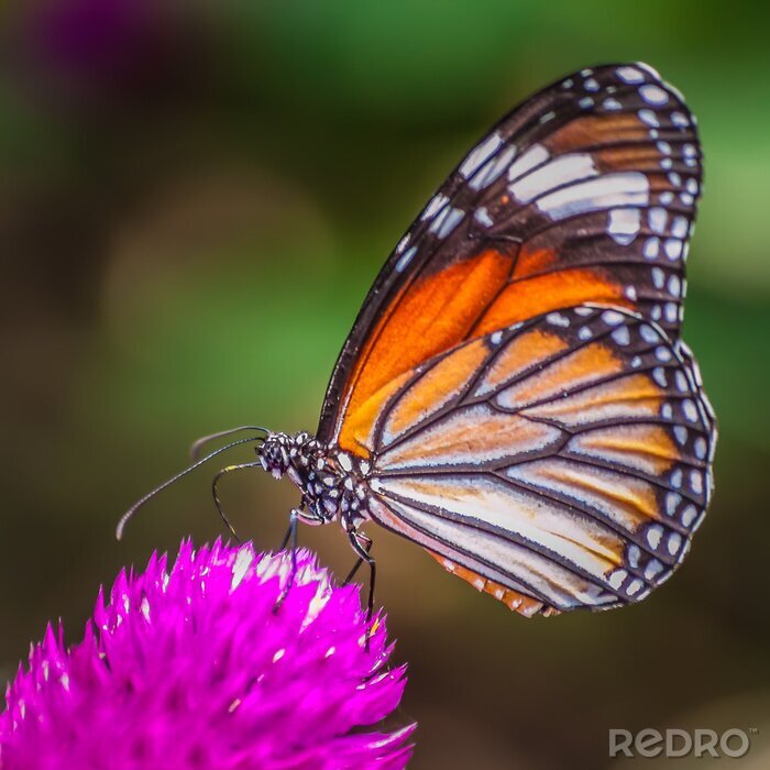 Fotobehang Macro close-up van een vlinder