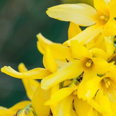 Fotobehang Macro gele bloemen