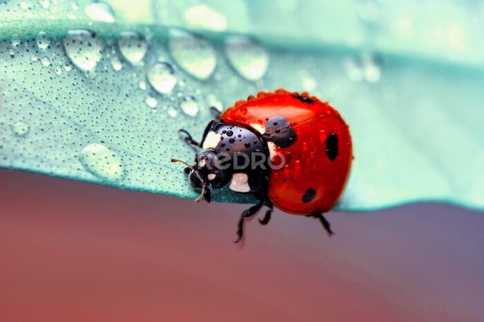 Fotobehang Macro-opname van een lieveheersbeestje op een blad met regendruppels