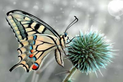 Fotobehang Macro-opname van een prachtige vlinder op een bloem