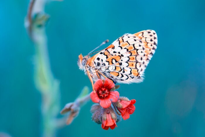 Fotobehang Macro-opname van een vlinder op rode bloemen