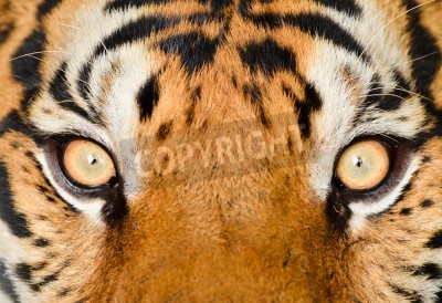 Fotobehang Macro patroon met tijger