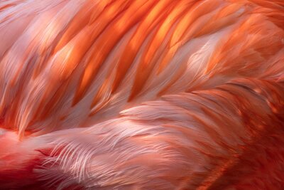 Fotobehang Macro-patroon op flamingo-veren