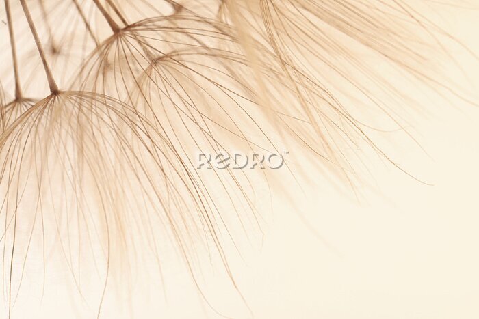 Fotobehang Macro van beige paardebloemzaden