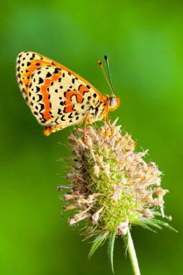 Fotobehang Macro vlinder patroon