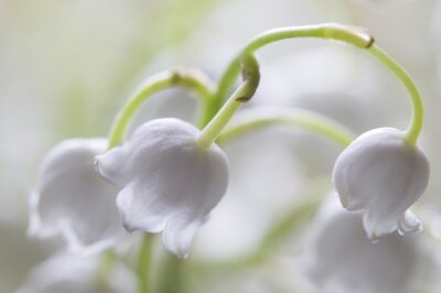 Fotobehang Macro witte bloemen