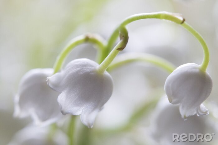 Fotobehang Macro witte bloemen