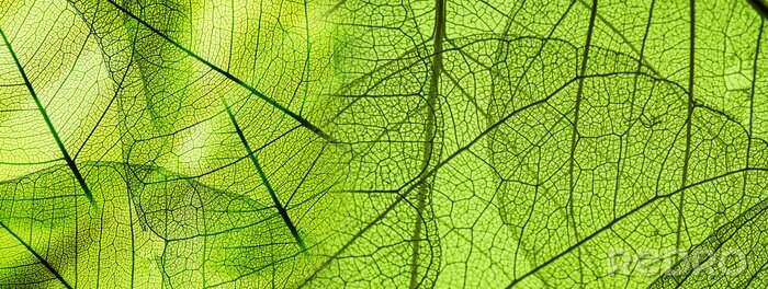 Fotobehang Macrofoto van een blad van dichtbij