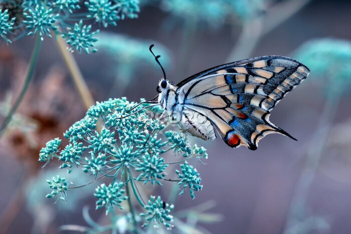 Fotobehang Macrofoto van een prachtige vlinder op een bloemetje