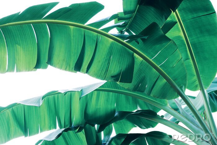 Fotobehang Macrofoto van groene bananenbladeren