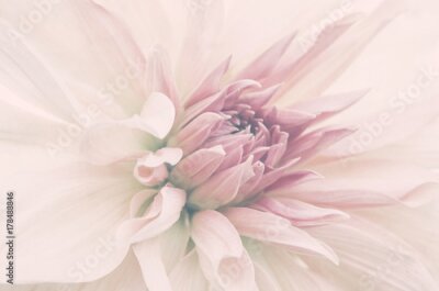 Fotobehang Macrofotografie van een bloeiende bloem