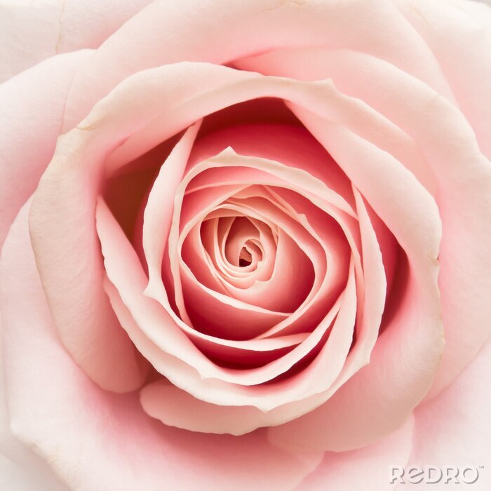 Fotobehang Macrofotografie van een bloeiende roos