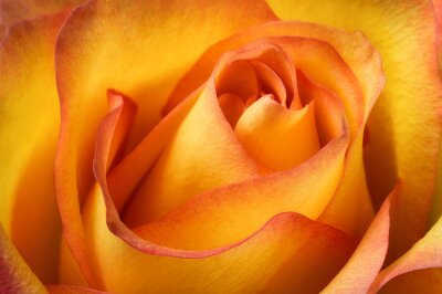 Fotobehang Macrofotografie van een oranje roos