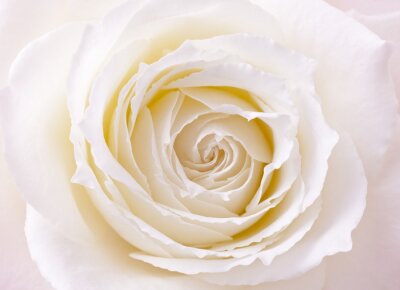 Fotobehang Macrofotografie van een witte roos