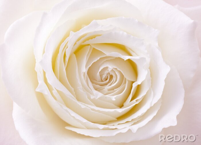 Fotobehang Macrofotografie van een witte roos