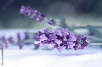 Fotobehang Macrofotografie van lavendel