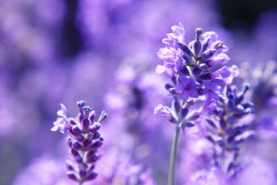 Fotobehang Macrofotografie van lavendelbloemen