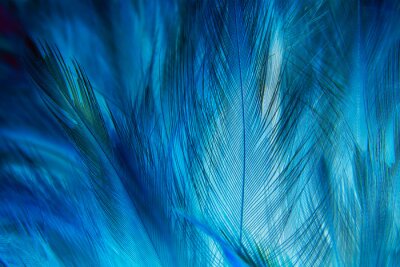 Fotobehang Macrotextuur van blauwe veren