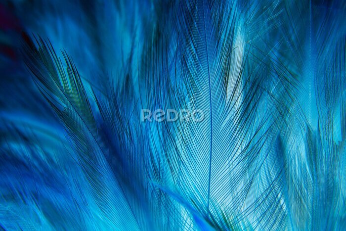 Fotobehang Macrotextuur van blauwe veren