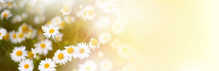 Fotobehang Madeliefjes bij zonnig weer