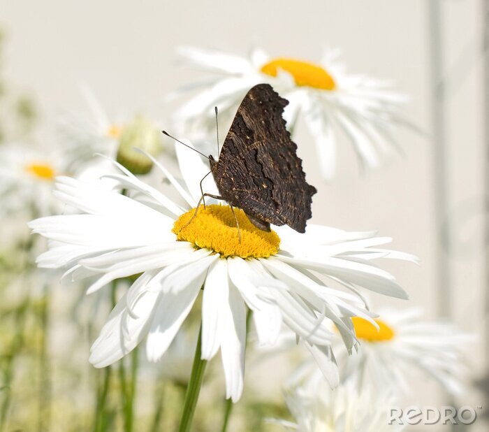 Fotobehang Madeliefjes en een vlinder