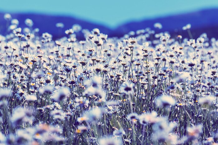 Fotobehang Madeliefjes in de stralen van de zomerzon