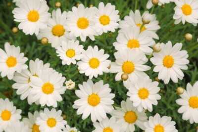 Magic zonnige daisy bloemen achtergrond