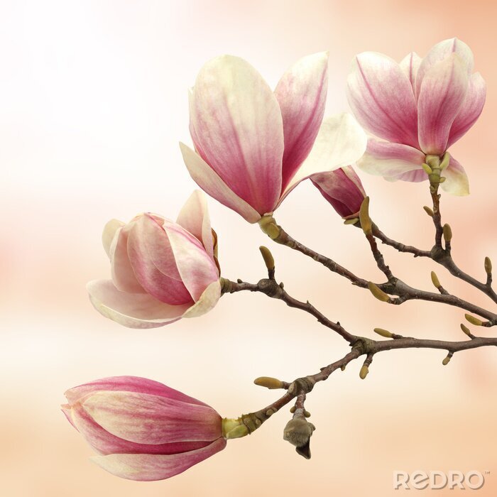 Fotobehang magnolia