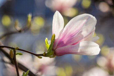 Fotobehang Magnolia aan een boom in close-up