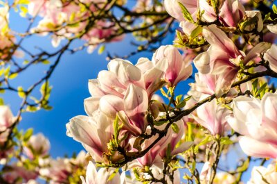 Fotobehang Magnolia badend in zonlicht