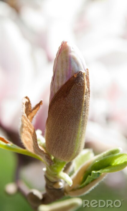 Fotobehang magnolia bloem