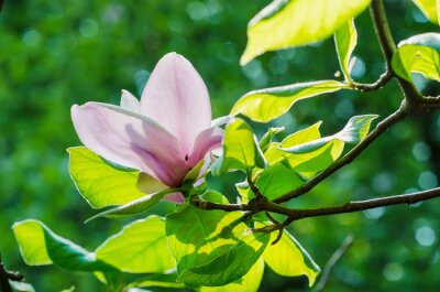 Fotobehang Magnolia bloemblaadjes tussen bladeren