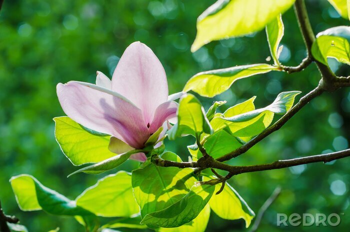 Fotobehang Magnolia bloemblaadjes tussen bladeren