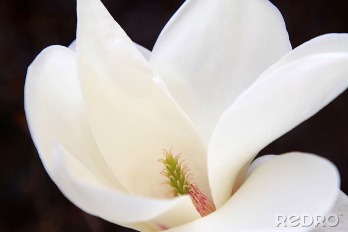 Fotobehang magnolia bloemmeeldraad
