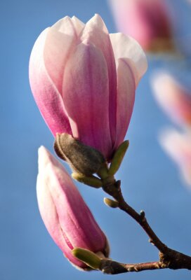 Magnolia bloesem Close-up