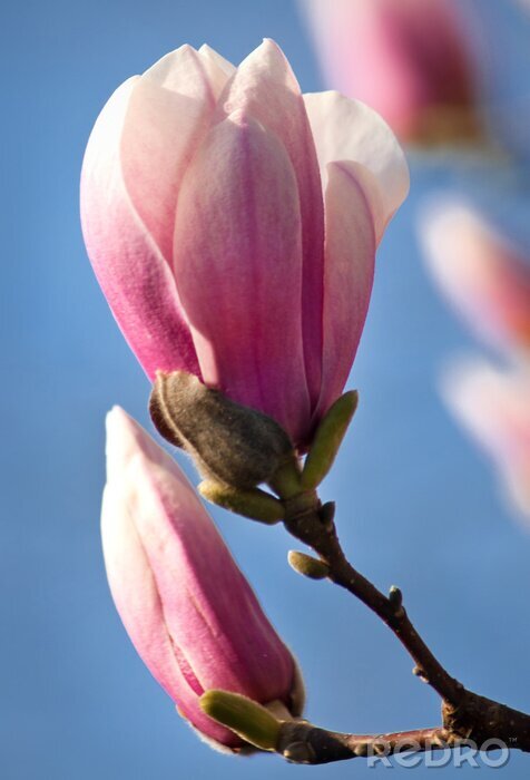 Fotobehang Magnolia bloesem Close-up