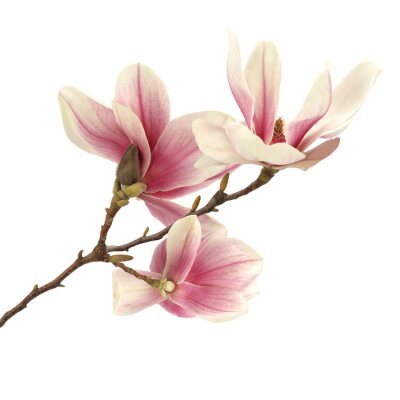 Fotobehang Magnolia en bruin takje