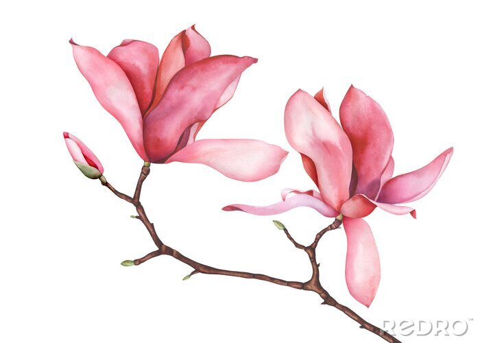 Fotobehang Magnolia geïsoleerd op een bladloos takje