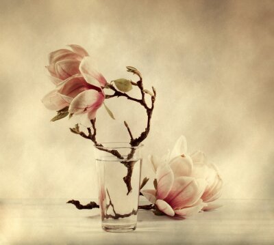 Fotobehang Magnolia in een glas water