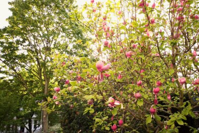 Fotobehang Magnolia in een park