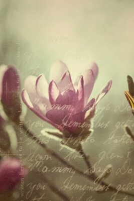 Magnolia in een retro foto