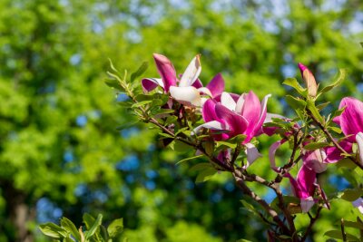 Fotobehang Magnolia in fuchsia