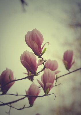 Fotobehang Magnolia in grijs