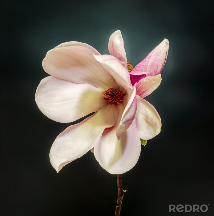 Fotobehang Magnolia in macro versie