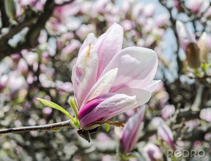 Fotobehang Magnolia in roze kleur