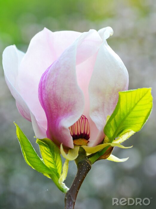 Fotobehang Magnolia met bladeren van dichtbij