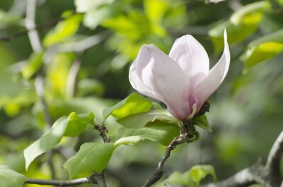 Magnolia op de achtergrond van bladeren