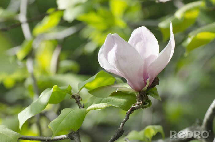Fotobehang Magnolia op de achtergrond van bladeren